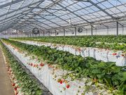 �ΐ�䕉��̎ʐ^3