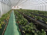 ����䕉��̎ʐ^3