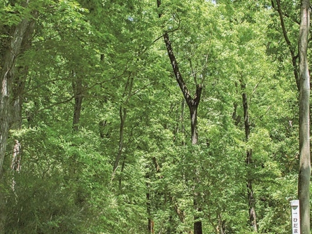 ���R�u�˂̓s�������u�����R�Βn�v