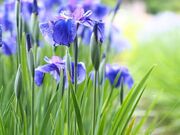 サ傤Ԍ̃niVEu̎ʐ^1