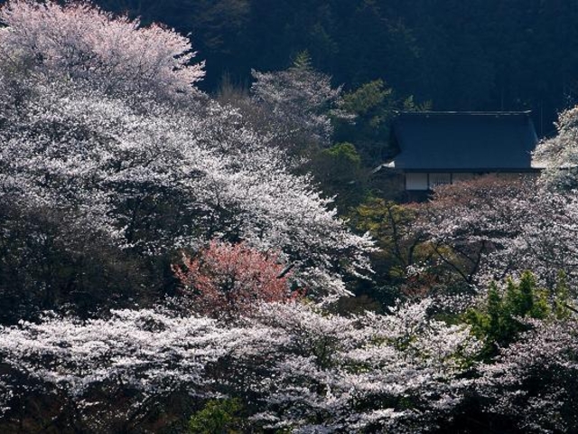 �폟���̍��̎ʐ^1