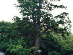 �����_�Ђ̑吙�̎ʐ^1