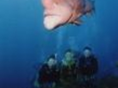 �G�X�E���@���h �_�C�r���O�X�N�[���̎ʐ^1