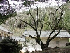 �~�ʎ��̍��i�����j�̎ʐ^1