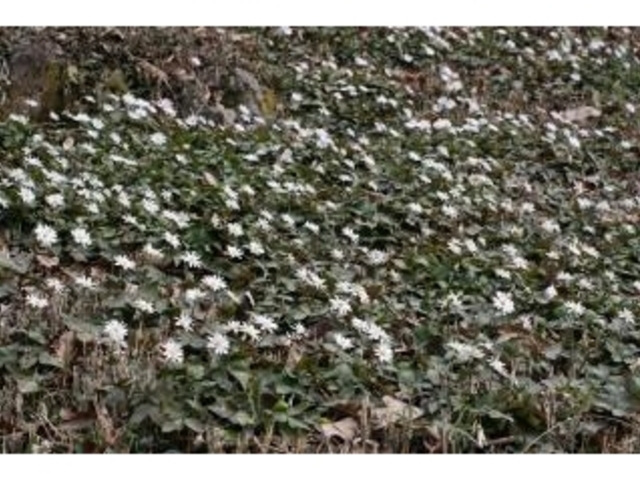 ���L�����C�`�Q�����n�̎ʐ^1