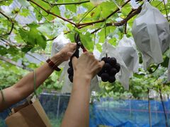 ���c�ό��_���̎ʐ^1