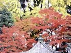 �������i���݂����j�̎ʐ^1