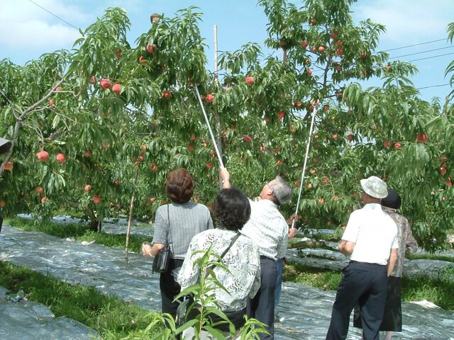 フルーツ童夢やまだ農園】アクセス・営業時間・料金情報 - じゃらんnet