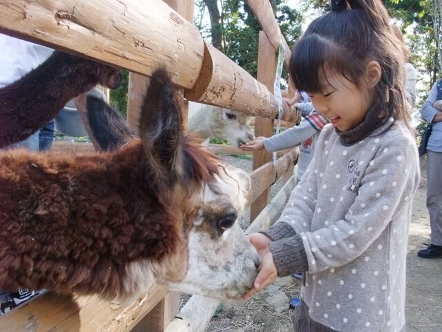 �R�Îu�A���p�J�q��̎ʐ^1