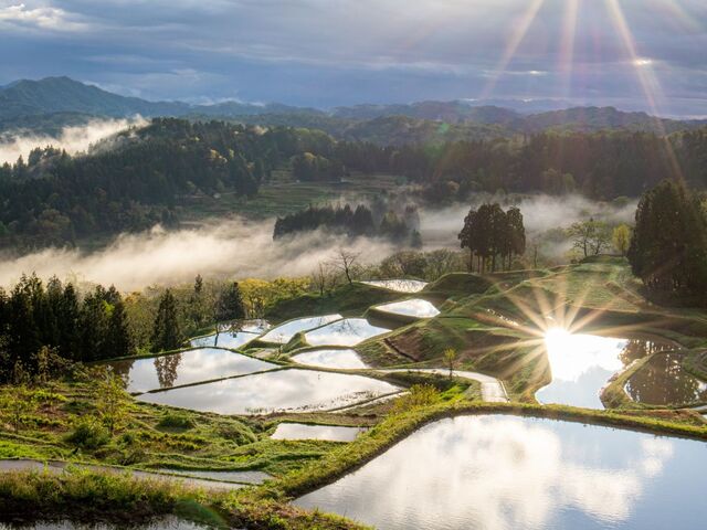 �I�c���i�i�q��j�̎ʐ^1