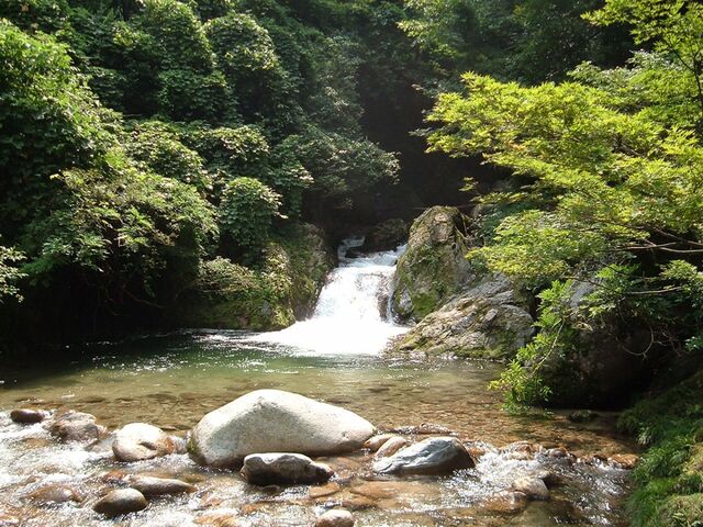 ���~�߂̑�̎ʐ^1