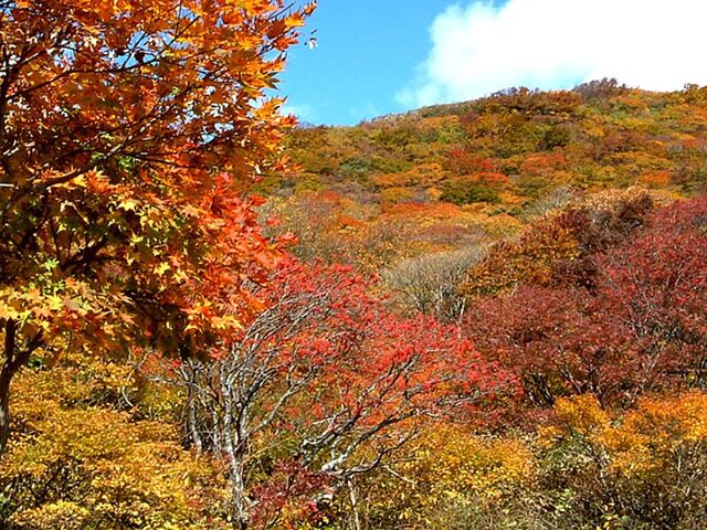 �卲�n�X�J�C���C���̎ʐ^1