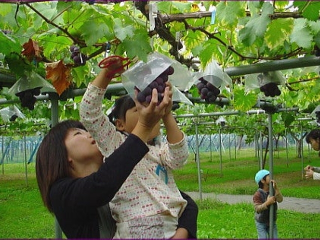 �������Ripifarm �������􉀂̎ʐ^1