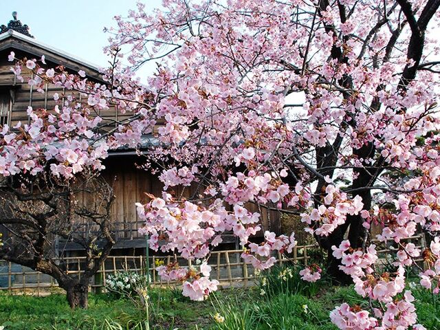 ���Ɖ��~���c�Ɓi�I�{����j�̎ʐ^1