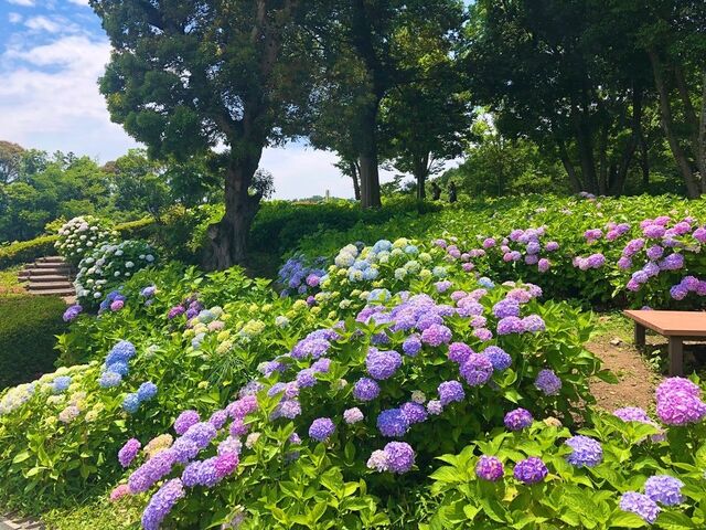 �Ƃ����ܐA�����̂��������̎ʐ^1