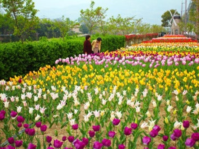 �f�E���C�P�����̃`���[���b�v�̎ʐ^1