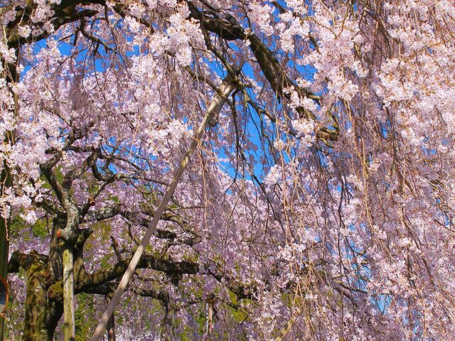 �������̂�������̎ʐ^1