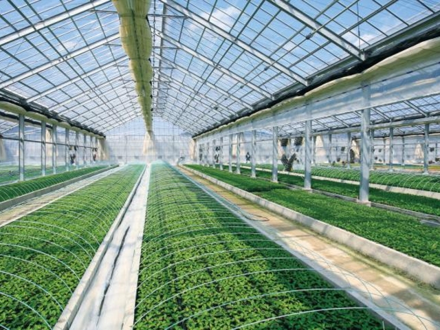 ������Ё@�|�����|�̎ʐ^1