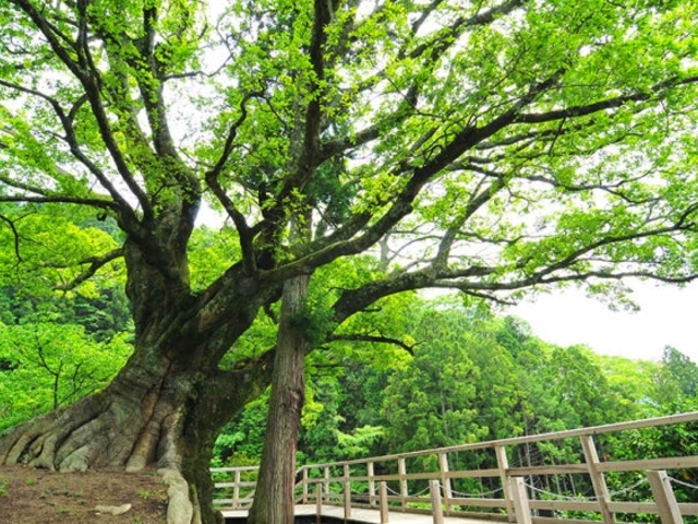 �ԉH����t�̃G�m�L�̎ʐ^1