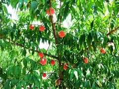 �t���[�c������܂��_���̎ʐ^