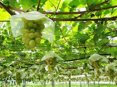 �r�c�ό��ʎ����̎ʐ^