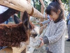 �R�Îu�A���p�J�q��̎ʐ^