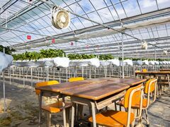 TODA Berry Farm�̎ʐ^