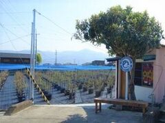 AWA Blueberry �t�@�[���̎ʐ^