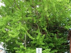 ���ې_�Ђ̃C�`���E�̎ʐ^1