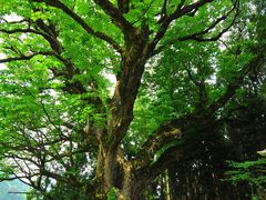 �K���̑�g�`�̎ʐ^1