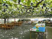 �r�c�ό��ʎ����̎ʐ^2