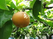 �r�c�ό��ʎ����̎ʐ^3