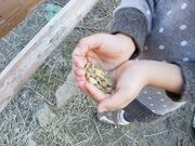 �R�Îu�A���p�J�q��̎ʐ^2