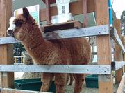 �R�Îu�A���p�J�q��̎ʐ^3