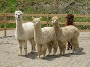 �R�Îu�A���p�J�q��̎ʐ^4