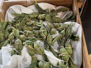 ���̉w�u�z�����v�@�𗬕��Y�ف@������̗��̎ʐ^2