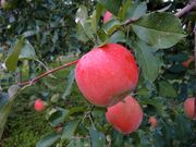 ������񂲉��̎ʐ^2