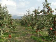 ������񂲉��̎ʐ^3