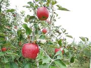 ������񂲉��̎ʐ^4