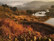 �I�c���i�i�q��j�̎ʐ^2