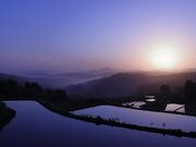 �I�c���i�i�q��j�̎ʐ^3