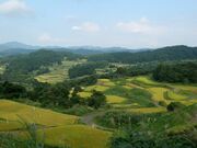 �I�c���i�i�q��j�̎ʐ^4