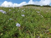 �卲�n�X�J�C���C���̎ʐ^3