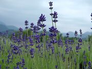 ���򍂌��n�[�o���p�[�N�̎ʐ^3