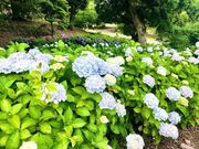 �Ƃ����ܐA�����̂��������̎ʐ^2