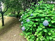 �Ƃ����ܐA�����̂��������̎ʐ^3