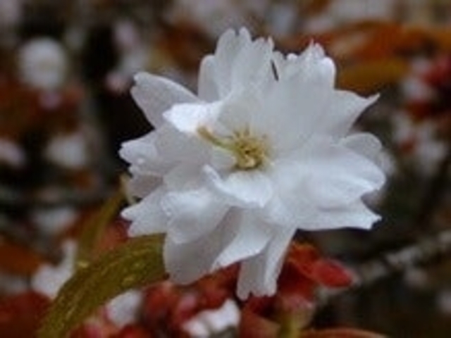 �����P�����