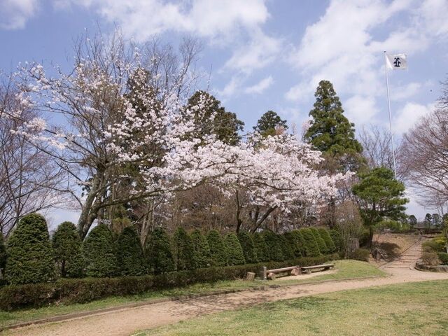 ��R�����̍��̎ʐ^1