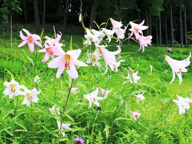 �k��_������ �T�T�����Q���n�̎ʐ^1