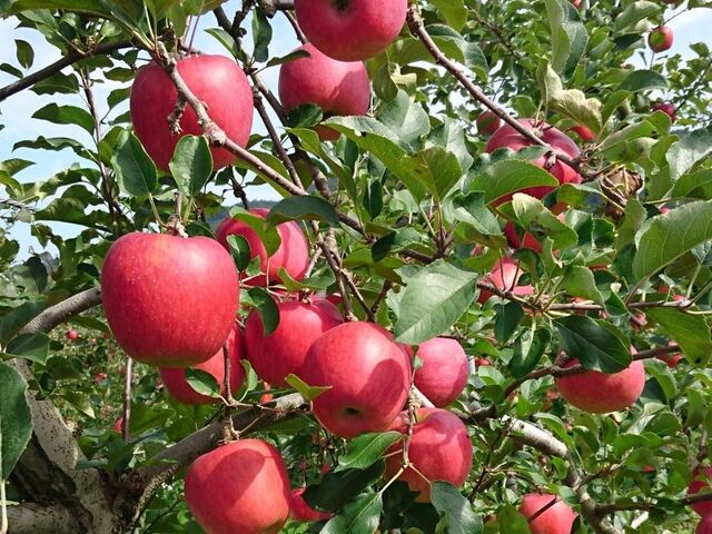 ��ʎ����̎ʐ^1